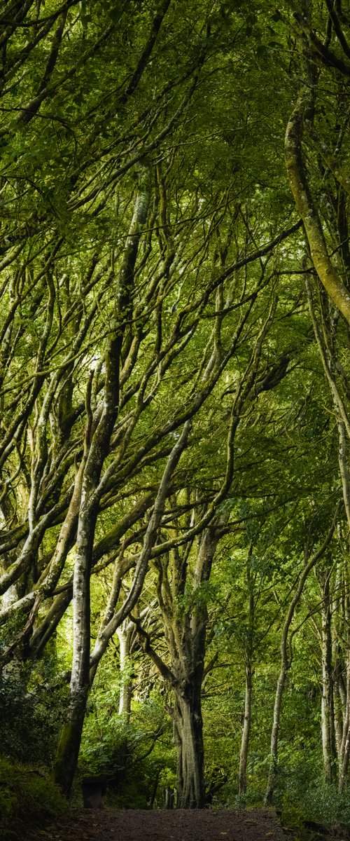Bosahan Woods by Paul Nash