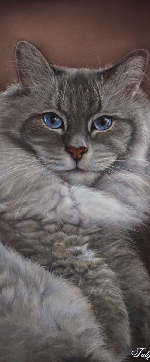 Commission of a cat by Tatjana Bril