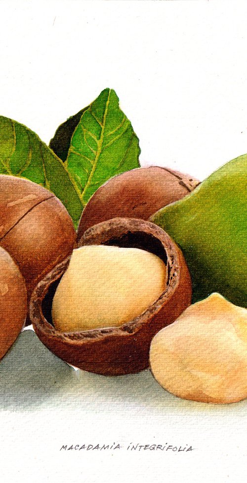 Macadamia integrifolia by REME Jr.