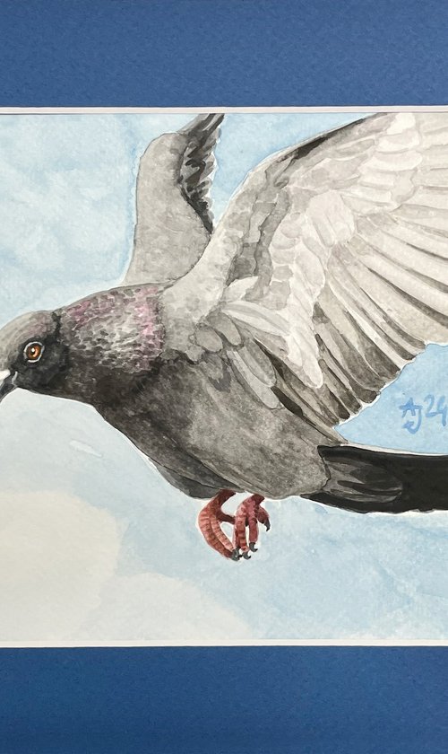 Pigeon (in blue :) by Jolanta Czarnecka
