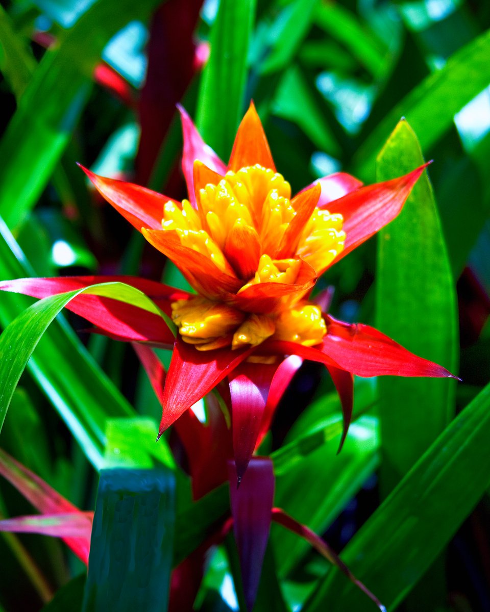 Photorealistic Photograph , Bromeliad Paradise Palm Springs Ca By William Dey, 18 X 22, Artwork For Sale On Artfinder