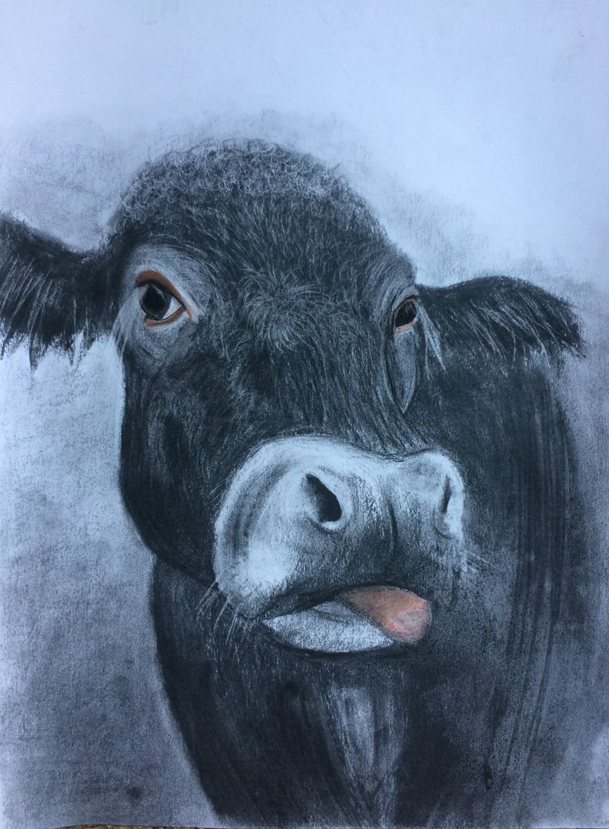 Black Cow Portrait by Ruth Searle