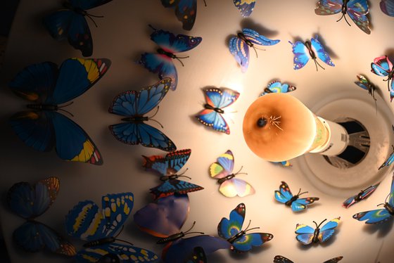Butterfly roost