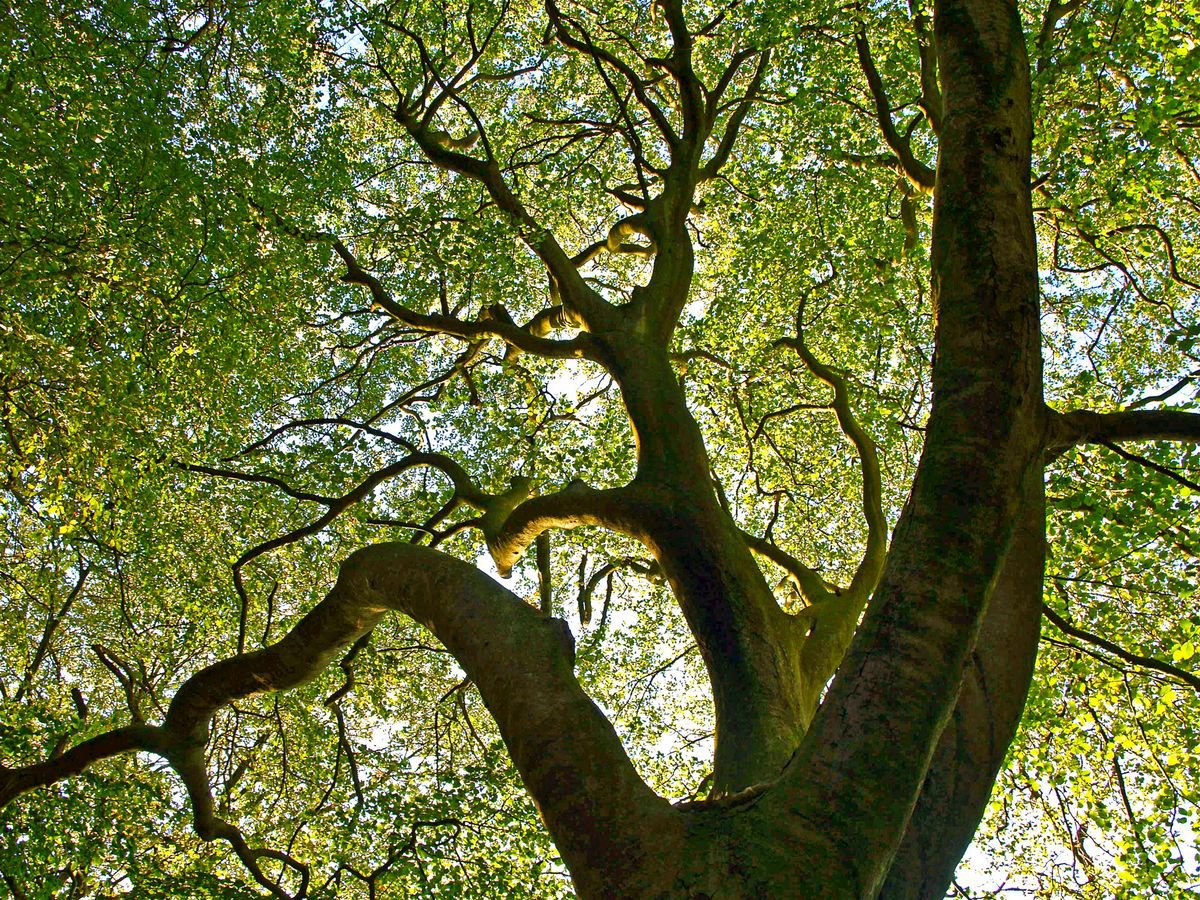 Beech Tree Canopy 2 by Alex Cassels