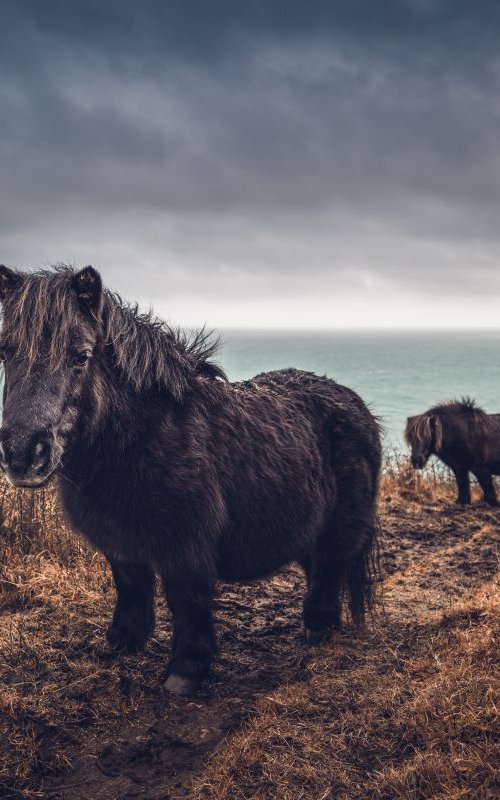 Shetlands ponies on the way to Portloe in Cornwall UK by Paul Nash