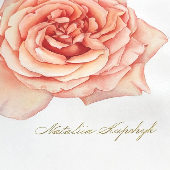 A rose of a delicate pink colour. Original watercolor artwork