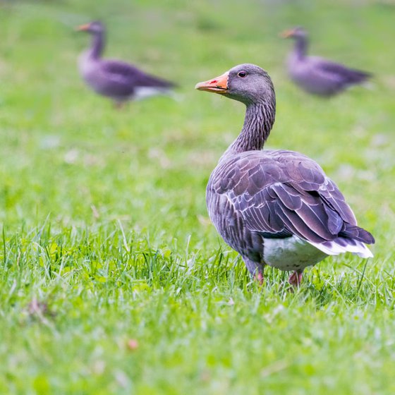 3 Greylag Geese on the Isle of Mull, Inner Hebrides, Scotland, UK