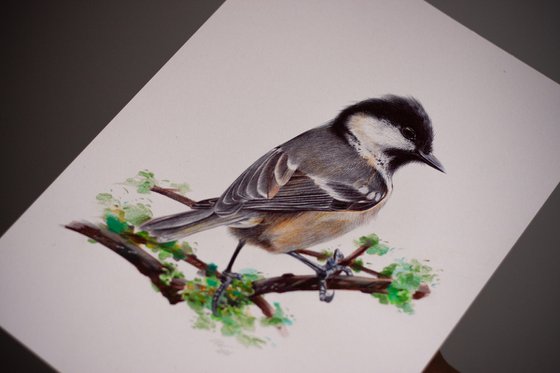 Coal Tit - Little Bird Portrait