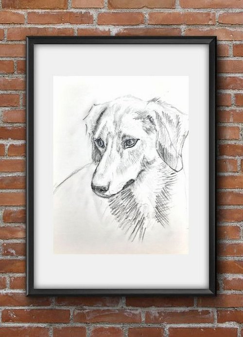 Jack Russel Terrier Portrait 2 Pet Dog sketch by Asha Shenoy