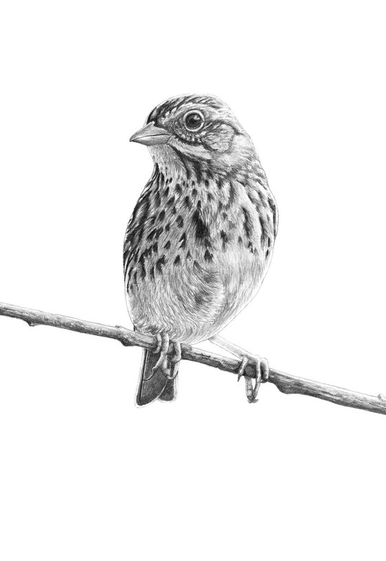 Original graphite pencils drawing bird "Savannah Sparrow"