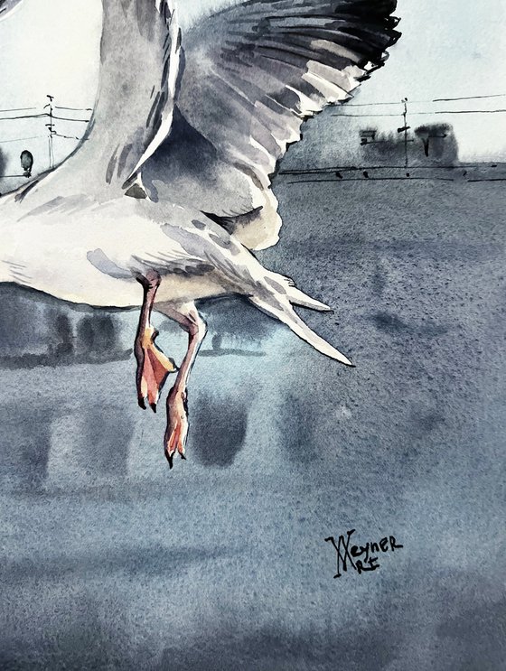 Urban seagulls. City seagulls.