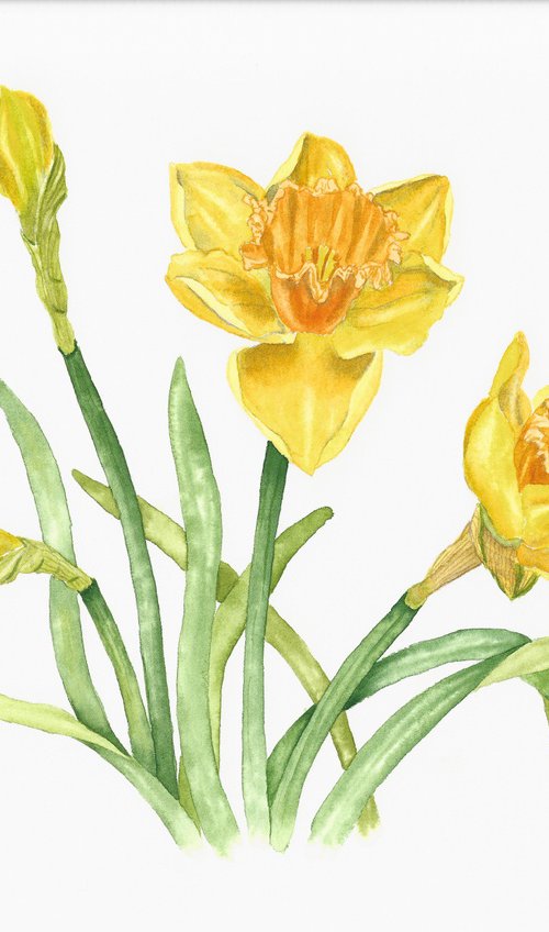 Spring Daffodils by Oksana Abdukadyrova