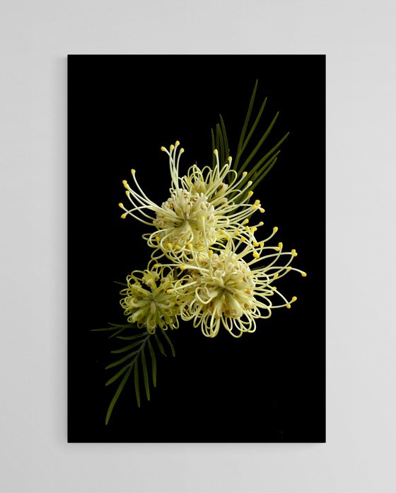 Grevillea Moonlight