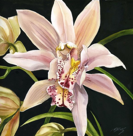 pink cymbidium orchid