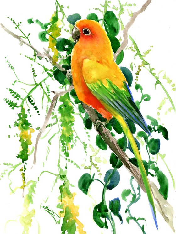 Sun Conure Parakeet on the Hoya Plant