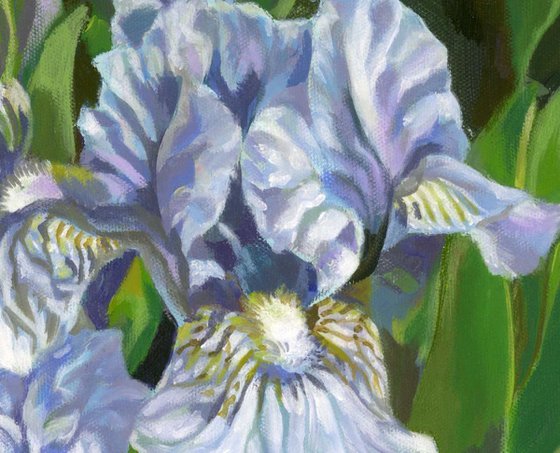 light blue iris