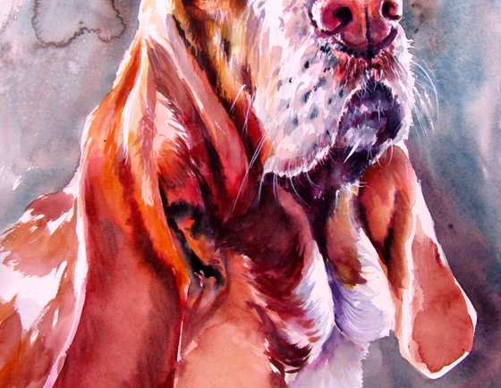 Basset hound