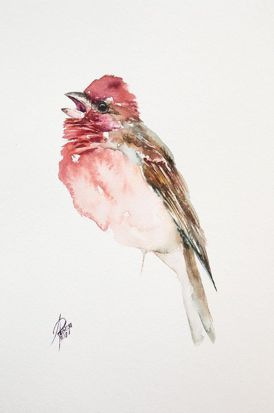 Rosefinch