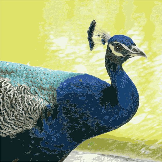 PEACOCK