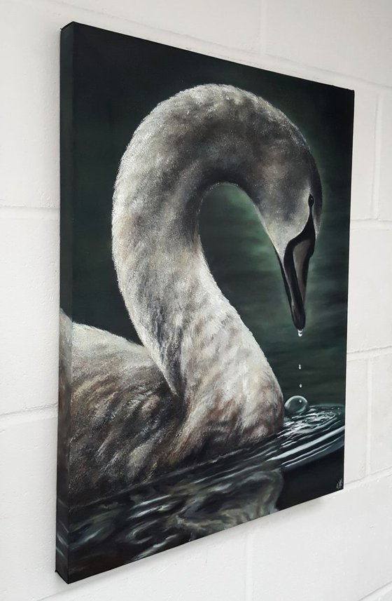 Young Swan Portrait