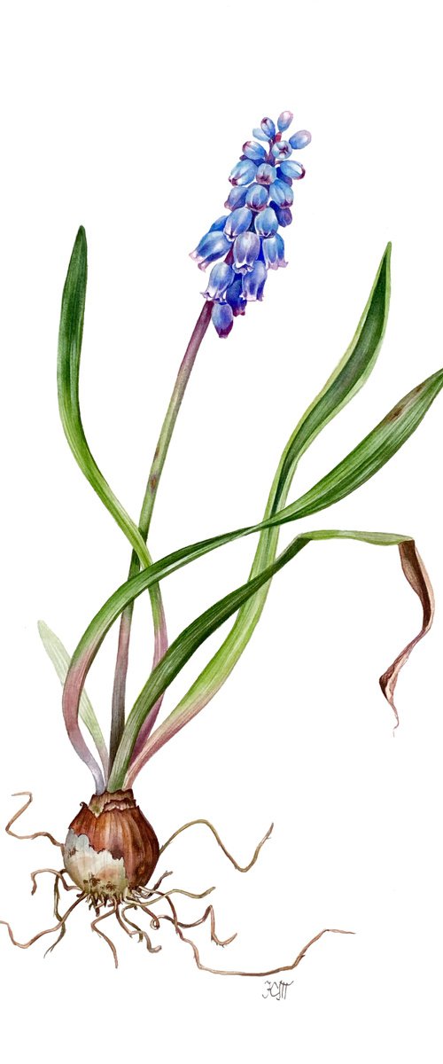 Pseudomuscari coeruleum - botanical illustration by Ksenia Tikhomirova