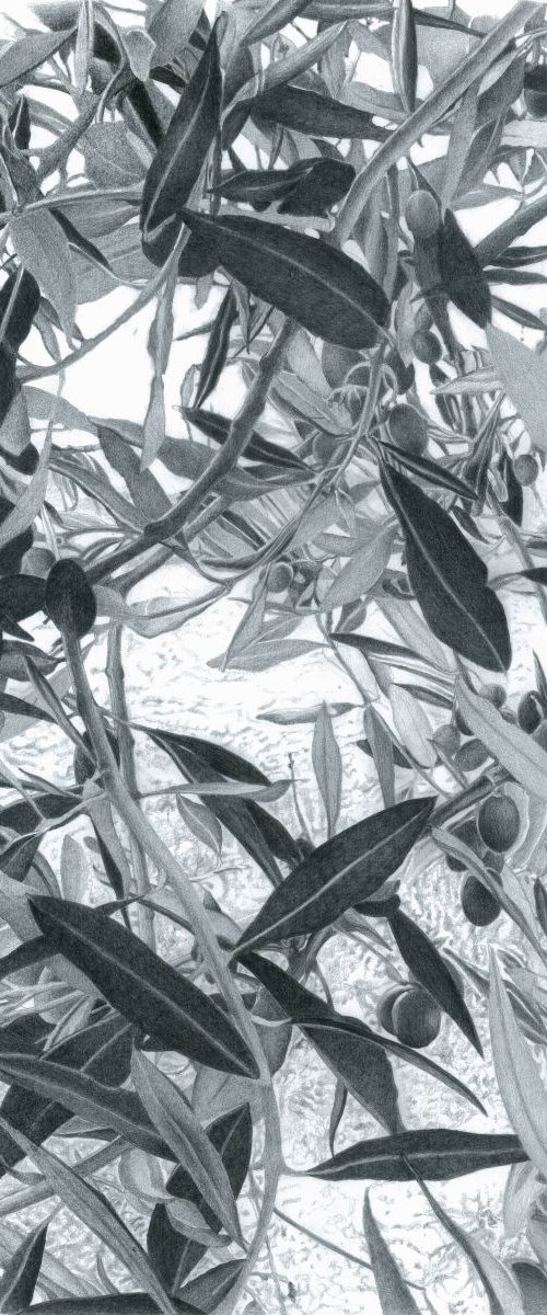 OLIVE TREE by Nives Palmić