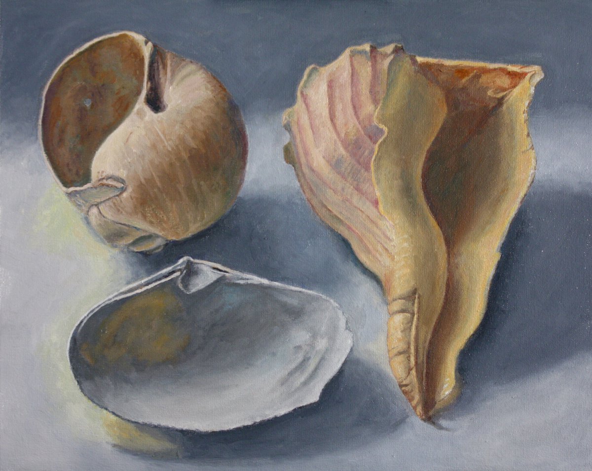 Three Shells by Douglas Newton
