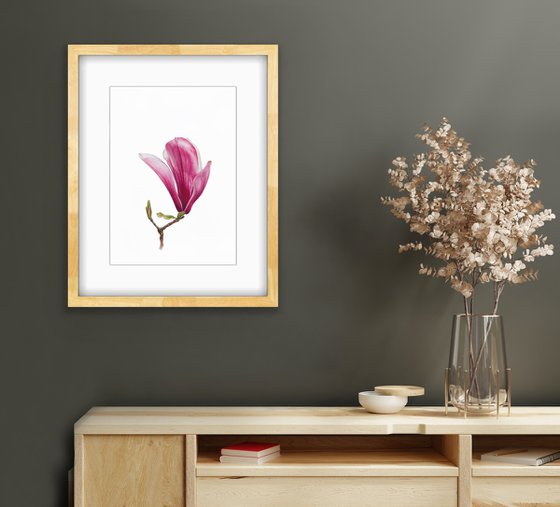 Magnolia blossom. Opening of the flover. Original watercolor artwork.