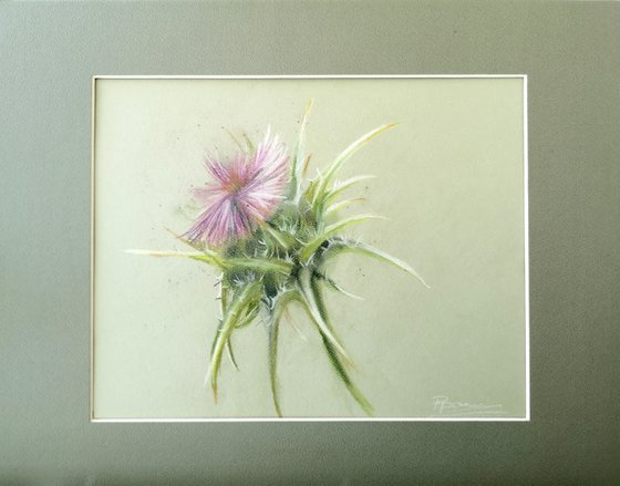 Thistle (soft pastel)