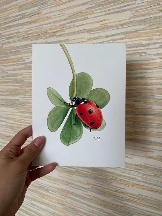 Ladybug on the clover
