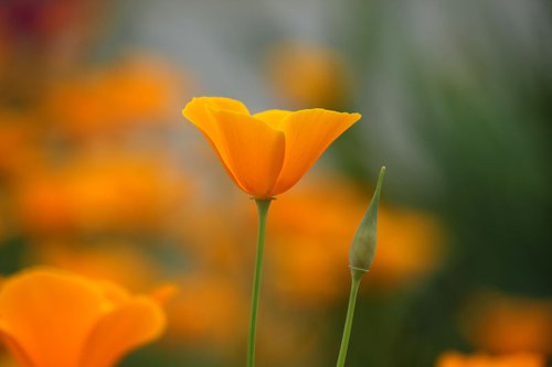 Orange poppy by Sonja  Čvorović