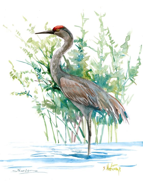 Sandhill Crane