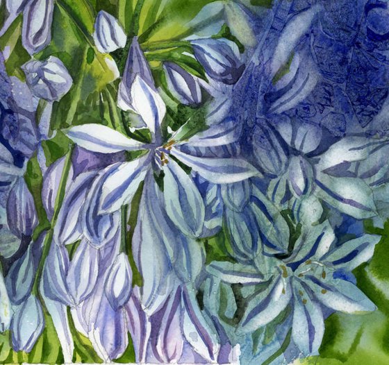 Agapanthus with blues