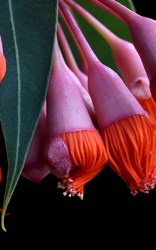 Corymbia Ficifolia Baby Orange by Nadia Culph