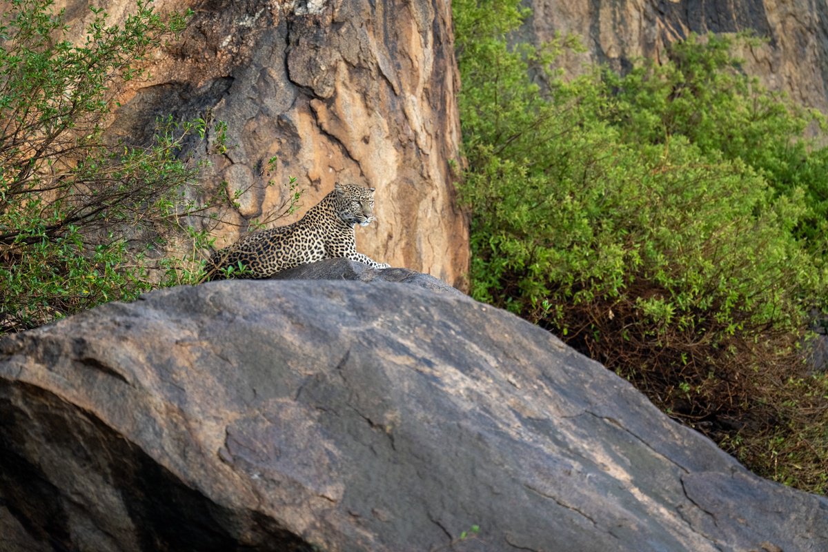 Photorealistic Animal Photograph By Nick Dale, 53 X 38", Rock, Tree, Leopard, Original Artwork