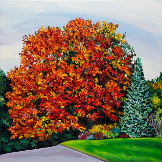 Orange Maple with Evergreen