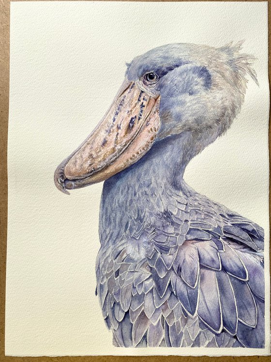 Shoebill bird portrait on white background