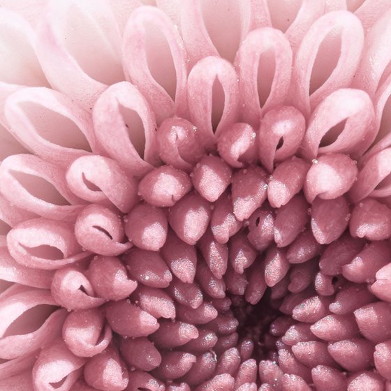 PINK VORTEX OF BLOOM