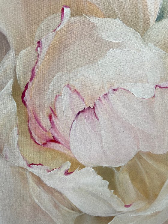 Clouds of peonies