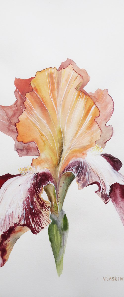 Iris by Alla Vlaskina