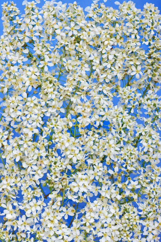 Airy Bloom