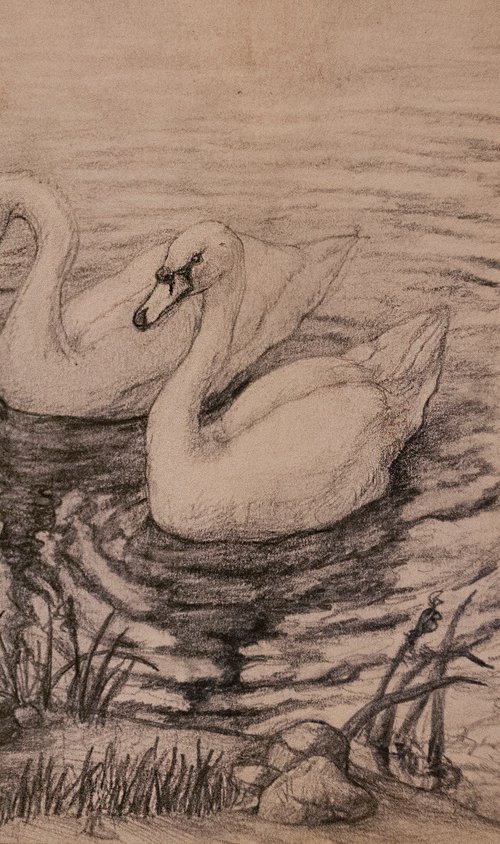 A Swan Couple by Nikola Ivanovic