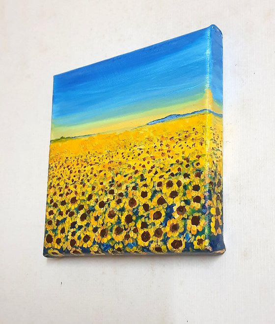 Sunflower fields, Sunflowers for peace