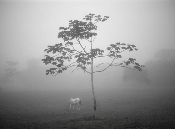 White horse in Mist