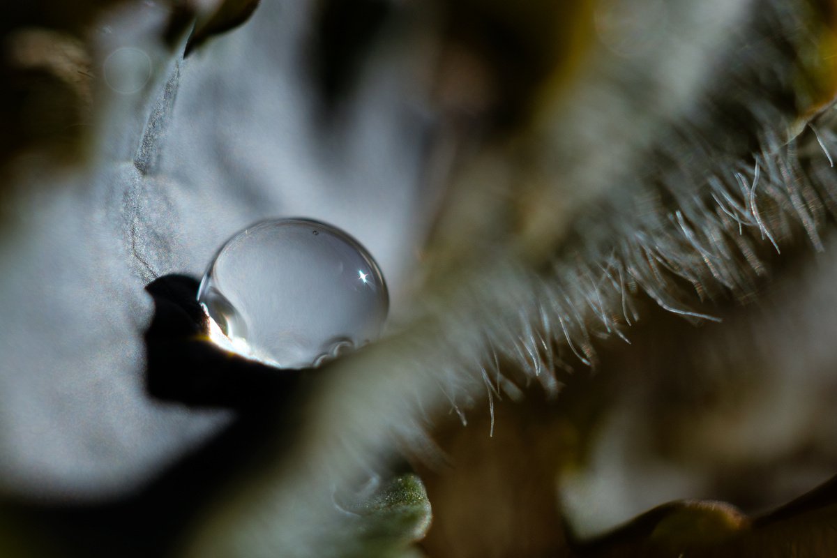 Hidden places - limited edition print of macro photography of a drop inside a velvet leaf. by Inna Etuvgi