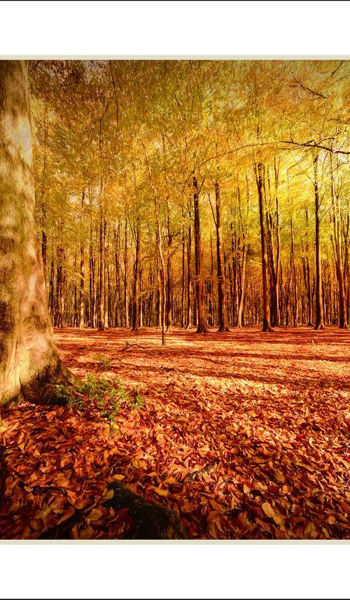 Autumn Woodland... by Martin  Fry