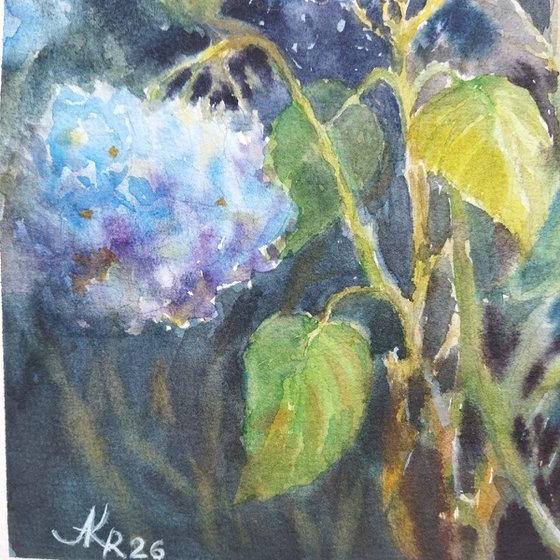 Blue Hydrangeas flowers