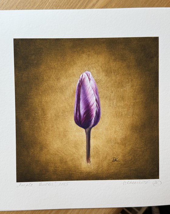 Purple tulip