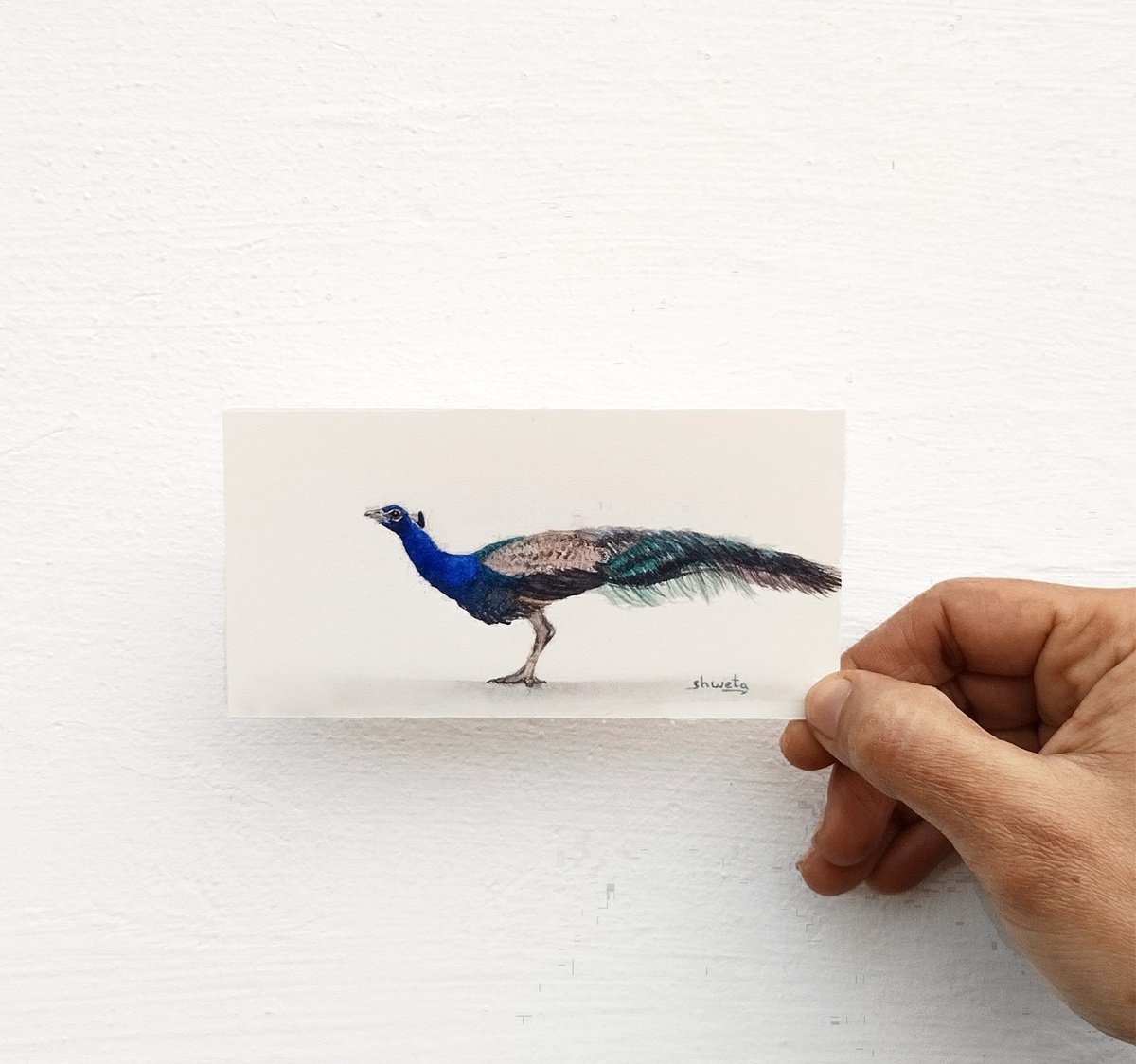 Photorealistic Watercolour , Collection Of Peacocks By Shweta Mahajan, 7 X 3, Artwork For Sale On Artfinder