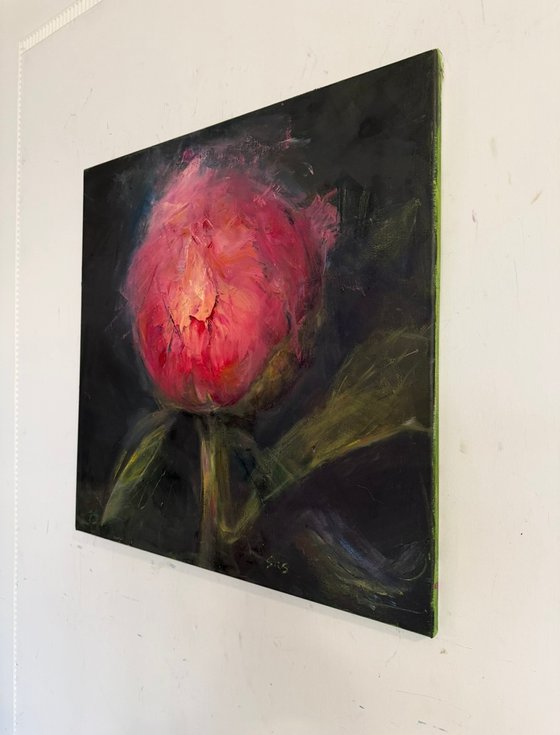 Pink peony